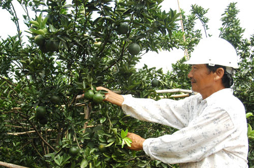 Theo Người Lao động, năm 2003, ông Tư Có sở hữu khoảng 7 ha đất trồng cam sành, sau 3 năm vườn cây cho thu hoạch, trừ chi phí, ông thu lãi hơn 3 tỉ đồng. Những năm gần đây, ông Tư Có còn bắt tay vào trồng cam nghịch vụ. Với mỗi ha đất trồng cam nghịch vụ, người dân thu lời bạc tỉ. Ảnh: Người Lao Động.