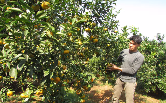 Những năm gần đây, ở huyện Cao Phong, tỉnh Hòa Bình xuất hiện ngày càng nhiều những tỷ phú nông dân giàu có lên nhờ cây cam. Tiêu biểu trong số đó là anh Nguyễn Đức Huy (32 tuổi), Khu 4, Thị trấn Cao Phong, huyện Cao Phong, tỉnh Hòa Bình. Ảnh: Dân Việt.