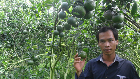 Với 14.000m2 trồng cam sành và áp dụng nghiêm ngặt các quy trình kỹ thuật mình học được, đến nay anh Lộc đã thu về hơn 3 tỷ đồng. Ảnh: Tiền Phong.