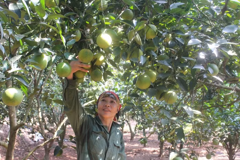 Mỗi vụ cam có thể thu về lãi 1 – 1,5 tỷ đồng là hiệu quả kinh tế từ mô hình trồng cam đường Canh, cam Vinh trên đất đồi của gia đình chị Vũ Thị Thìn ở thôn Đồng Quýt, xã vùng cao Tân Mộc, huyện Lục Ngạn, tỉnh Bắc Giang. Ảnh: Khuyến Nông.