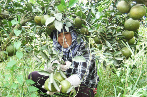 Ông Tư Có (Trần Thanh Có), ở xã Hiếu Liêm, huyện Bắc Tân Uyên, tỉnh Bình Dương, sở hữu những đồi cam bạt ngàn đang cho thu nhập hàng tỉ đồng mỗi năm. Ảnh: Người Lao Động.