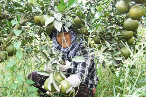 Ông Tư Có (Trần Thanh Có), ở xã Hiếu Liêm, huyện Bắc Tân Uyên, tỉnh Bình Dương, sở hữu những đồi cam bạt ngàn đang cho thu nhập hàng tỉ đồng mỗi năm. Ảnh: Người Lao Động.