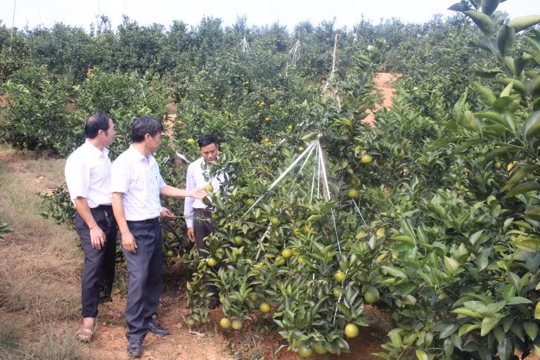 Theo Khuyến Nông, những năm gần đây, vườn cam tiền tỷ nhà chị Thìn luôn được mùa cho thu hoạch từ 50 – 65 tấn quả/vụ, giá trị thu về đạt từ 1,2 – 1,5 tỷ đồng/năm. Điển hình như năm 2015, vườn cam nhà chị Thìn cho sản lượng 65 tấn quả, tổng giá trị thu về gần 1,5 tỷ đồng. Ảnh: Khuyến Nông.