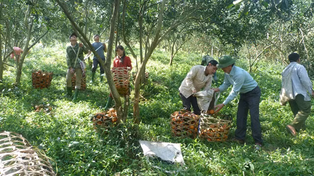 Theo Nông nghiệp Việt Nam, vườn cam sành của anh Trình Ngọc Huynh, sinh năm 1963, ở thôn 65, xã Yên Phú, huyện Hàm Yên (Tuyên Quang) cho thu nhập hàng tỷ đồng/năm. Không chỉ tạo thu nhập “khủng” cho cá nhân, anh Huynh còn có công đóng góp để cam sành Hàm Yên trở thành 1 trong 10 thương hiệu nổi tiếng nhất Việt Nam. Ảnh: Nông nghiệp Việt Nam.