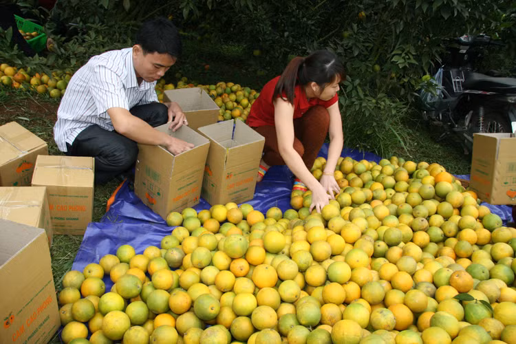 Theo Dân Việt, vợ chồng anh Huy đang có 7 vườn cam với tổng diện tích lên tới hơn 6ha, trong đó diện tích cho thu hoạch là trên 2,5ha. Nhờ thời tiết thuận lợi nên vườn cam năm 2014 của anh Huy cho thu hoạch hơn từ 1,4 tỷ đồng từ tiền bán cam, sau khi đã trừ chi phí đầu vào. Ảnh minh họa: Internet.