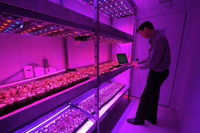 Hệ thống đèn LED làm nhiệm vụ giúp cây quang hợp. Do canh tác trong môi trường phòng kín, lượng nước cần thiết được tiết kiệm tới 90% so với nhà kính truyền thống. Có một phần mềm tự động điều khiển 56 yếu tố môi trường (ánh sáng, nhiệt độ, độ ẩm, hàm lượng dinh dưỡng…) để đảm bảo điều kiện thuận lợi tối đa cho cây trồng phát triển.