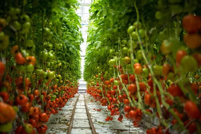 Các yếu tố về nhiệt độ, độ ẩm, chất dinh dưỡng… được đo lường, theo dõi và điều chỉnh dựa trên ứng dụng iPad. Mỗi ngày, nông trại thu hoạch từ 500-750kg rau củ quả, giao cho 100 điểm bán buôn, bán lẻ, nhà hàng trong phạm vi thành phố. Nguồn ảnh: Ineternet.