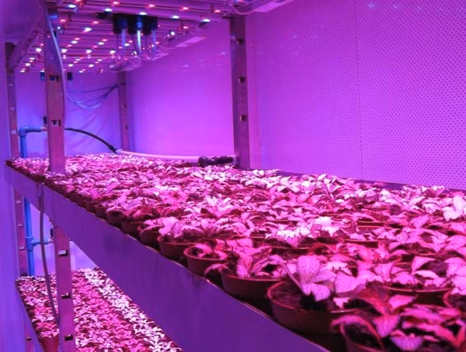 Nông trại của PlantLab, với 16 gian phòng bố trí các khay trồng xếp lên nhau theo chiều thẳng đứng, được thiết kế lại từ hạ tầng của một cửa hàng bán lẻ trước đây.