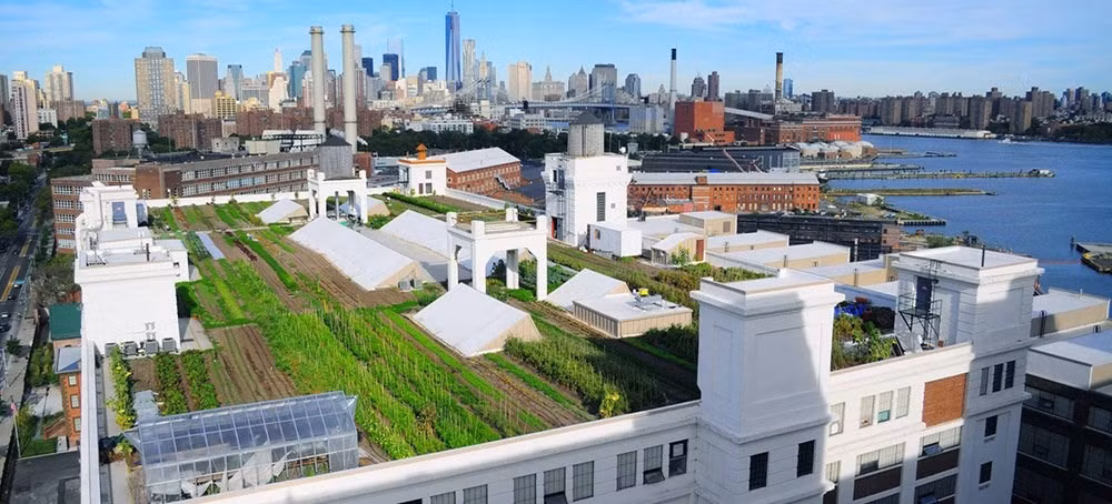 Có rất nhiều loại rau hữu cơ được trồng trên nông trại sân thượng khổng lồ này. Trong đó, cà chua là loại rau quả được trồng nhiều nhất ở đây. Ngoài ra, trang trại còn trồng nhiều loại cây khác như ớt, cải xoăn, củ cải, cà tím, rau thơm, cà rốt, đậu...