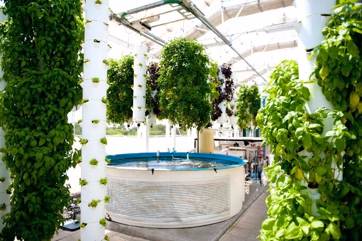 Được xây dựng trên nóc của một tòa nhà thương mại cao tầng rộng khoảng 1.000m2, nông trại thủy canh Green Sky Growers có tất cả 5 bể cá, chứa hàng chục nghìn con cá, chủ yếu là cá rô phi.