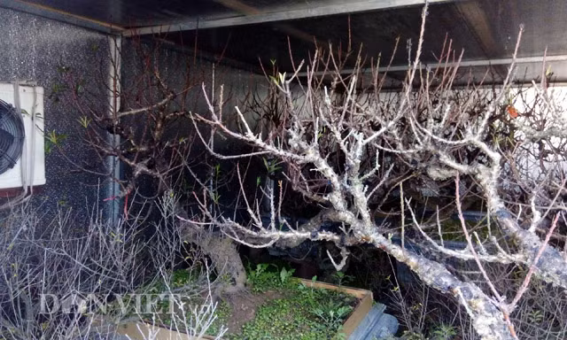 Trên diện tích vườn trồng 1.000m2, ông Hàm thu hoạch được hơn 70 gốc đào thất thốn đẹp, giá bán dao động thấp nhất 10-40 triệu đồng/cây. Ảnh: Dân Việt.