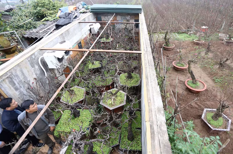 Sau nhiều lần thất bại anh đã tìm ra phương pháp xây nhà điều hòa 2 chiều, hệ thống thông gió, điều chỉnh nhiệt độ, độ ẩm cho cây đào, ép đào ra hoa đúng độ xuân về. Ảnh: Dân Việt.