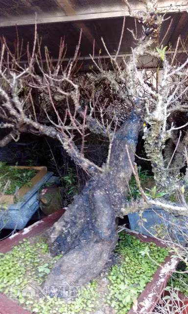 Gần trăm gốc đào Thất Thốn của ông Hàm đang được chăm bẵm trong phòng điều hòa. Giá cho thuê đào chơi Tết năm nay vẫn dao động từ 10- 40 triệu đồng. Thậm chí có những cây đẹp, giá cho thuê lên tới gần trăm triệu đồng/cây. Ảnh: Dân Việt.