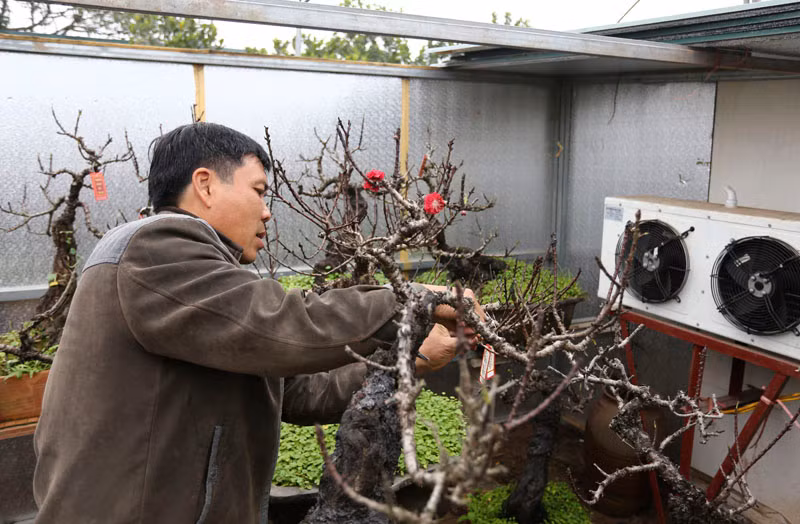 Khác với những giống đào khác, đào Thất Thốn thường nở hoa muộn vào sau rằm tháng Giêng. Để đào nở hoa đúng Tết Nguyên đán là điều rất khó. Bản thân ông Hàm cũng đã nhiều lần thất bại, bỏ ra nhiều công sức, chăm bẵm cả năm nhưng hoa lại không nở vào dịp Tết. Ảnh: Dân Việt.