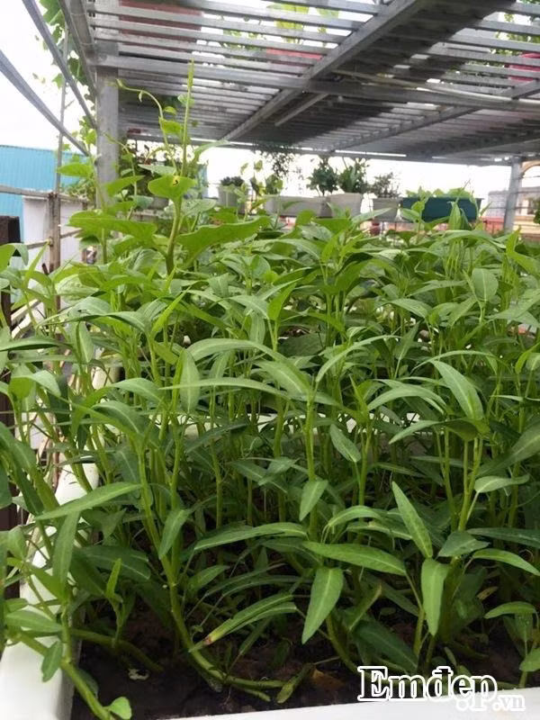 Chậu rau muống xanh non.