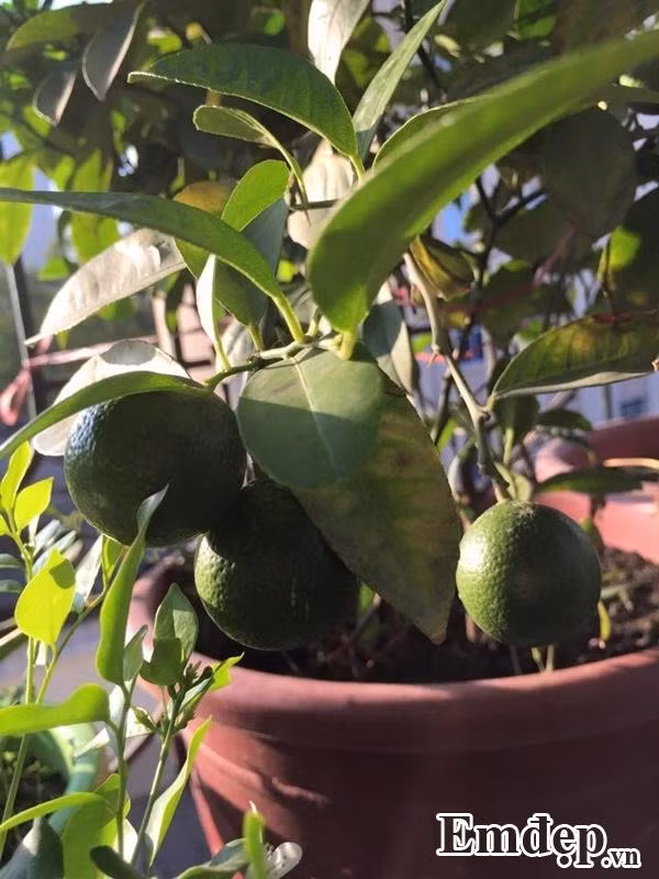 Chị Huyền chia sẻ, rau trồng trên sân thượng ở tầng cao nên ít khi có sâu. Trước đây chị cũng thường pha dung dịch rượu tỏi ớt gừng để phun phòng bệnh nhưng không thấy xuất hiện sâu nên sâu bệnh không mấy khi làm chị bận lòng.