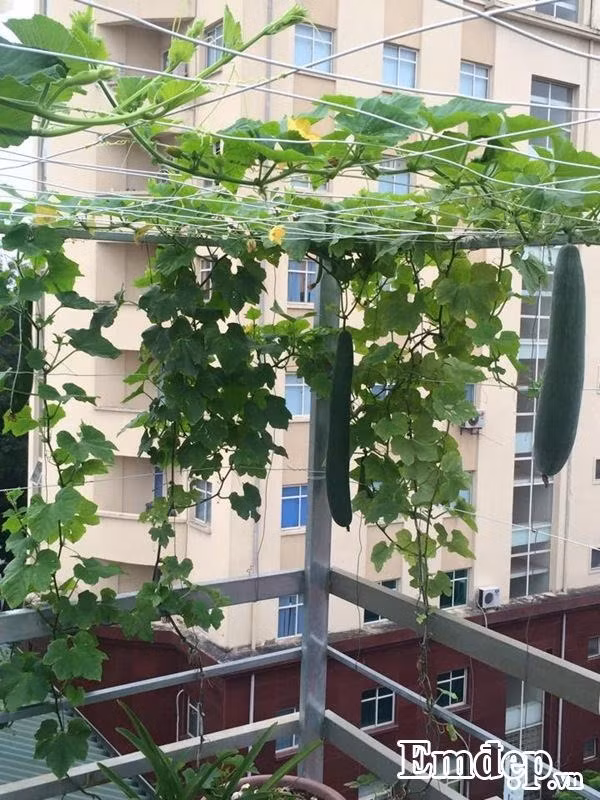 Nhờ sự ủng hộ của gia đình, đặc biệt là chồng chị vừa giúp công vừa giúp sức nên chỉ một thời gian bắt đầu trồng trọt, khu vườn trên sân thượng đã xanh tươi rau trái.