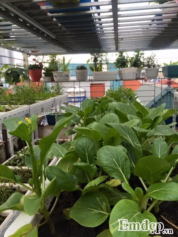 Rau cải tốt tươi.