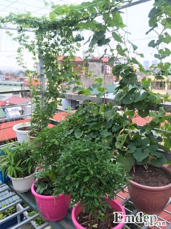 Khu vườn rau trên sân thượng của chị Huyền không chỉ để bữa ăn thêm an toàn mà còn tạo không gian trong lành với thiên nhiên ngay giữa ồn ào nơi phố thị.