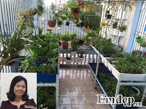 Với khoảng sân thượng đầy nắng và gió diện tích 40m2 ở Tập thể Học viện Báo chí và Tuyên truyền (Hà Nội), chị Đoàn Thị Thanh Huyền (giảng viên Học viện Phụ nữ VN) đã thiết kế khung xung quanh, giàn bằng dây thép và kệ phía dưới sàn để trồng rau quả sạch cho gia đình.