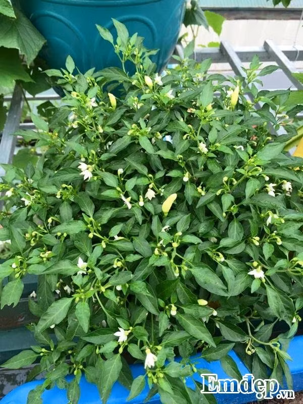 Chị Huyền cho biết ban đầu chị mua khoảng 10 chậu rau về "tập tành", toàn các loại hị trồng dễ sống như cải cúc, xà lách, mồng tơi, dền... "Ngày đầu tiên biết vợ khuân đất cát, chậu khay, xẻng, bay... để trồng rau, chồng đã can ngăn nói rằng: "Em cứ trồng đi, anh sẽ giúp em gọi người thanh lý toàn bộ số dụng cụ, chậu đất, khay sau 1 tháng" vì biết mình cả thèm chóng chán", chị vui vẻ cho biết.