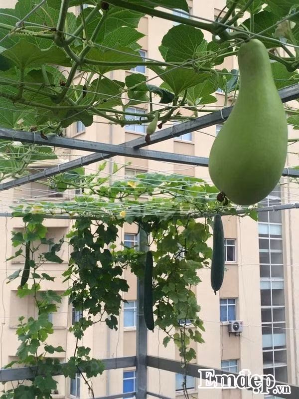 Chị thiết kế khung vững chắc để trồng các loại cây leo giàn.