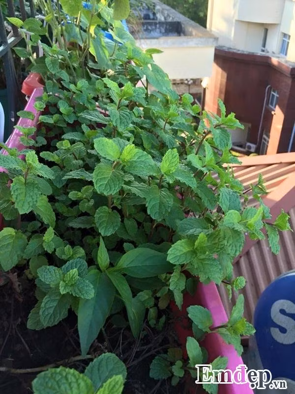 Với các loại rau thông thường, nếu không phải ngày nắng nóng, chị Huyền chỉ cần tưới 1 lần vào buổi sáng sớm. Tuy nhiên, những loại cây leo như bầu, mướp đắng, bí, dưa chuột, dưa lê... lại cần tưới khá nhiều nước. Hầu hết chị đều cố gắng tưới đẫm nước ít nhất 3 lần một ngày vào mùa hè và 2 lần một ngày vào mùa đông.