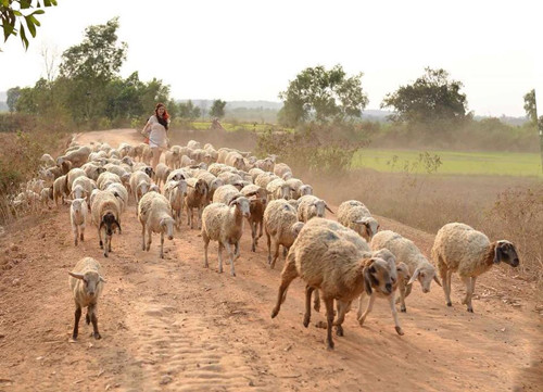 Đây là nơi có thể cho ra đời những bức ảnh trẻ trung, hiện đại giữa khung cảnh đồng quê. Chỉ mất khoảng 50.000 đồng/người bạn có thể thoải mái chụp hình ở đồng cừu Biên Hòa.
