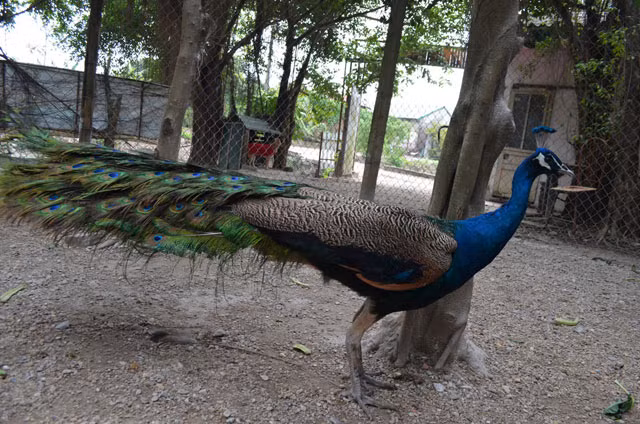 Nhiều người dân quan niệm rằng, chim công tượng trưng cho giàu sang, quyền quý. Đuôi chim công có hình đồng tiền, tượng trưng cho “tài lộc” mang lại may mắn trong năm mới. Ảnh: Dân Việt.