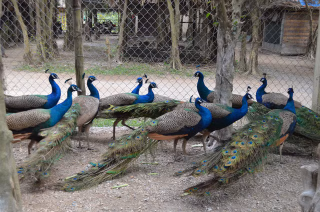 Dù giá bán chim công khá đắt nhưng nhiều đại gia lắm tiền vẫn chuộng tìm mua chim công về nuôi chơi cảnh dịp Tết. Cụ thể, giá của chim con từ 2-3 tháng tuổi là khoảng 4 triệu đồng/cặp và từ 12-15 triệu đồng/cặp chim trưởng thành. Ảnh: Dân Việt.