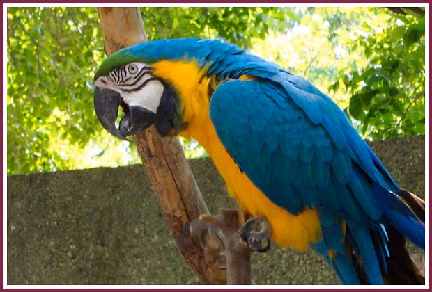 Vẻ đẹp sặc sỡ cùng sự thông minh đã khiến loài vẹt Nam Mỹ có giá rất đắt và được nhiều đại gia Việt săn lùng chơi Tết. Những người chơi vẹt cho biết, để sở hữu một chú vẹt Nam Mỹ là điều không hề dễ, bởi theo giới chơi chim cảnh số lượng loài vẹt này ngoài tự nhiên đang giảm đáng kể. Ảnh: Nowisconsinpuppymills.