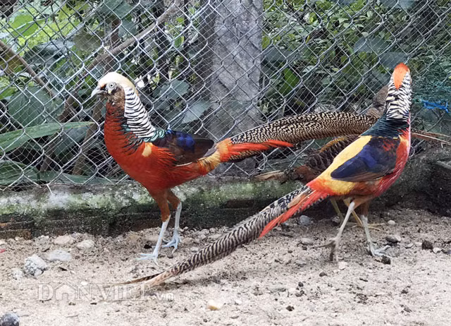 Chim trĩ 7 màu: Đây được xem là loài chim cảnh quý tộc mang lại tài lộc, may mắn nên nhiều đại gia Việt không tiếc tiền chi gần hàng chục triệu đồng mua về chơi. Với những con chim trĩ 7-9 màu, dù giá lên đến cả nghìn đô song không phải ai có tiền cũng may mắn sở hữu được. Ảnh: Dân Việt.