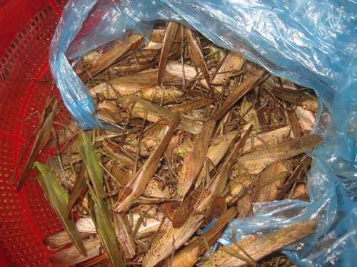 Ở Bắc Kạn, nhiều người dân địa phương thường rủ nhau đi bắt muồm muỗm về làm thực phẩm, cải thiện bữa ăn gia đình, hoặc bán cho các nhà hàng, quán nhậu. Ảnh: Internet.