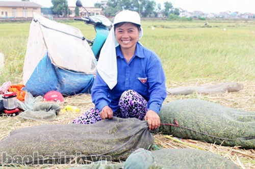 Trong phút chốc, châu chấu đã bám đầy lưới và nhóm "thợ săn" chỉ việc gom lưới lại rồi trút sản phẩm vào bao tải. Mỗi lần bắt theo kiểu này thường thu về được 30-40 kg. Theo những người săn châu chấu, mỗi đêm họ có thể bỏ túi hơn triệu đồng nhờ bắt châu chấu. Trong hình là "chiến lợi phẩm" của người dân sau một đêm cật lực bắt châu chấu. Ảnh: Báo Hà Tĩnh.