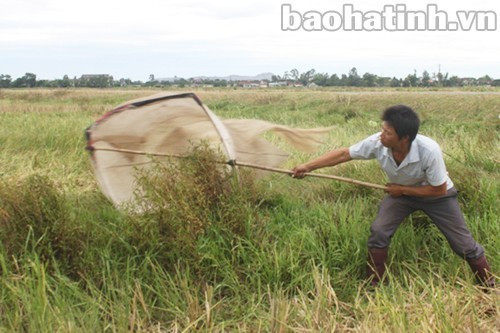 Khoảng1h sáng, khi màn đêm đang bao phủ trên các cánh đồng thì những “thợ săn” bắt đầu chuẩn bị dụng cụ để hành nghề. Dụng cụ "săn" chấu khá đơn giản: những chiếc vợt tay có đường kính miệng rộng khoảng 60 cm, cán dài khoảng 1 m; hai chiếc vợt gắn hai bên hông xe máy hoặc những cuộn lưới dài 50 - 60 m...Ảnh: Báo Hà Tĩnh.