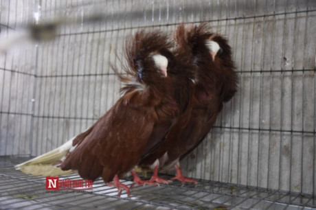 Bồ câu sư tử: Theo Người Đưa Tin, dù mới du nhập vào Việt Nam được 5 - 6 năm nay nhưng loài chim bồ câu kiểng mà đặc biệt là chim bồ câu sư tử có nguồn gốc từ nước Ý và bồ câu kèn Mỹ được giới sinh vật cảnh trong nước rất ưa chuộng. Đặc biệt có nhiều đại gia ở Hà Nội dám móc hầu bao hàng chục triệu đồng đầu tư vào mua nuôi 2 loại chim quý này. Ảnh: Người Đưa Tin.