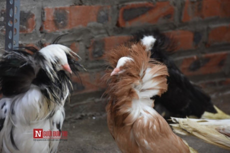 Theo chủ một trang trại chim câu ở Hà Nội, một cặp chim thông thường có giá tiền hạng trung từ 400.000 – 800.000 đồng/cặp, loại cao cấp trên dưới 100 đôi giá tiền khoảng trên dưới 2 triệu đồng/cặp. Ảnh: Người Đưa Tin.