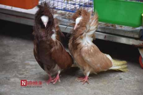 Dáng dấp oai phong của bồ câu sư tử. Ảnh: Người Đưa Tin.