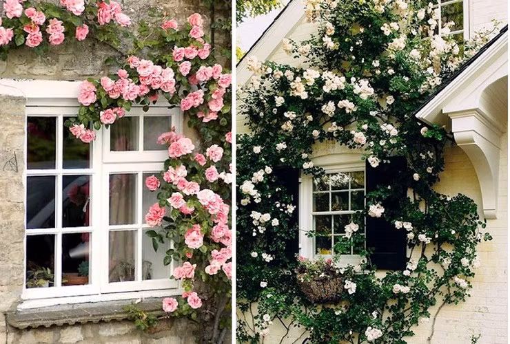 Ngoài ra, bạn cũng có thể trang trí cửa sổ nhà bằng những giàn hoa hồng leo màu hồng thơ mộng hay màu trắng tinh khôi.