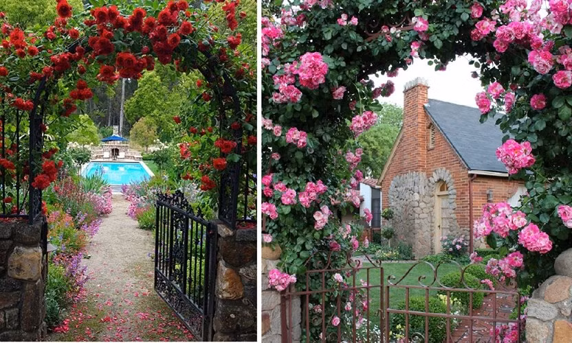 Để trang trí cổng, bạn có thể chọn những loại hoa màu sắc rực rỡ để trồng thành giàn hoa leo.