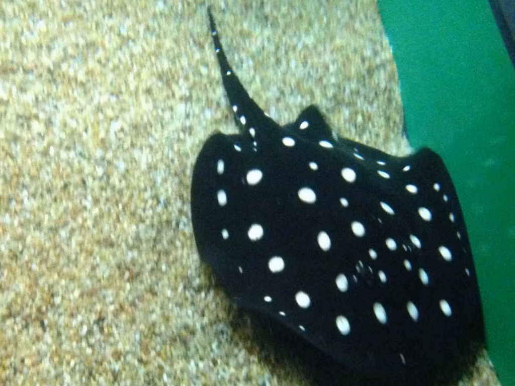 Điểm đặc biệt khác là loài cá này rất khó để tồn tại trong tự nhiên vì nó rất khó để bắt được con mồi là các loài có vỏ với cái đầu đặc biệt của mình. Trong điều kiện nuôi nhốt chúng phải được cho ăn bằng tay. Ảnh: Deviantart.