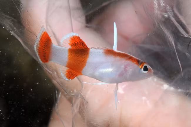 Cá Bladefin Basslet: Bladefin Basslet là thành viên nhỏ nhất trong gia đình cá mú Serranidae thuộc bộ cá vược. Chúng là loài cá được ưa chuộng để nuôi làm cá cảnh có giá lên tới 10.000 USD. Ảnh: Aquatouch.