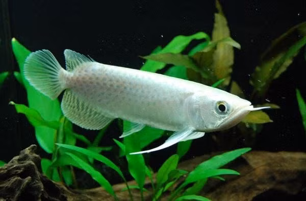 Mức giá bỏ ra cho một con cá rồng bạch tạng này không hề rẻ. Tùy từng kích thước, tuổi đời và cơ thể "không tì vết" mà giá của cá rồng platinum dao động từ 10.000 - 80.000 USD/con (khoảng 200 triệu đồng đến 1,7 tỷ đồng). Ảnh: Pinterest.