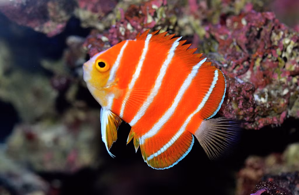Cá thiên thần Peppermint: Năm 2012, chỉ có một con cá thiên thần Peppermint được trưng bày cho các khách tham quan. Chú cá này bị bắt bởi một đoàn nghiên cứu đại dương thuộc viện Smithsonian, sau đó được trưng bày trong bể cá tại Thủy cung Waikiki. Ảnh: Reefbuilders.