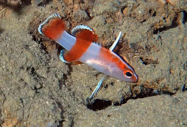 Mặc dù có khả năng thích nghi tốt với điều kiện nuôi nhốt, tuy nhiên rất hiếm khi thấy loài cá này được bán trên thị trường. Ảnh: Pinimg.