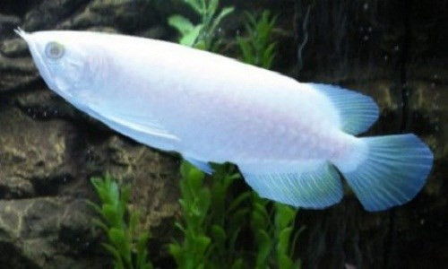 Được mệnh danh là vua các loại cá cảnh đắt đỏ, cá rồng bạch tạng (hay còn gọi là cá rồng platinum) được giới chơi sinh vật cảnh mê mẩn tìm mua. Ảnh: Therichest.