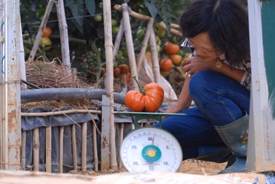 Cà chua cho trái nặng 600g đến 1 kg, gấp 15-20 lần so với loại thường cũng được nhà vườn trồng thành công tại Lâm Đồng. Loại cà chua này có xuất xứ Hà Lan. Ảnh: Dulichdalat.