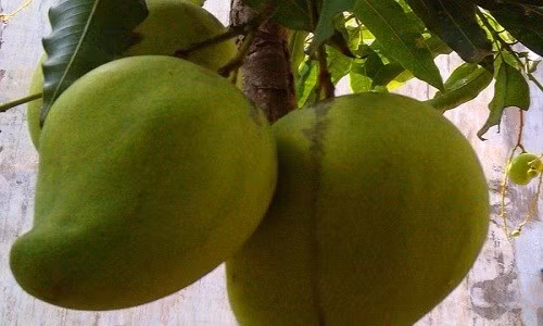 Xoài tứ quý - một giống xoài có kích thước và trọng lượng khủng, cá biệt có quả lên tới 2kg, cũng mang lại thu nhập cao cho nông dân Việt ở một số vùng. Giống xoài này được trồng nhiều tại các vùng Cần Thơ, Cà Mau, Bến Tre. Ảnh: Internet.