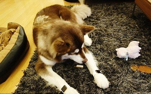 Vào tháng 5/2015, Coco cũng được cậu chủ mua cho 2 chiếc đồng hồ Apple Watch đắt đỏ để đeo ở chân.