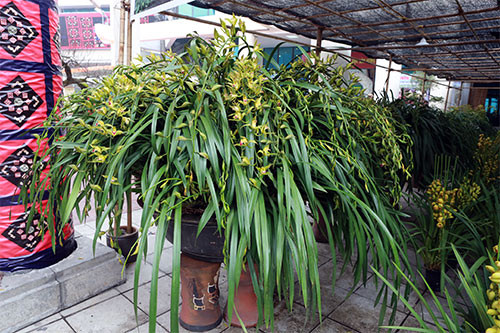 Đây là chậu địa lan giá 120 triệu với số lượng hơn 100 cành. Chậu lan này có số lượng 120 cành, nguồn gốc từ Sapa (Lào Cai) có tên gọi là địa lan Trần Mộng. Địa lan Trần Mộng có mùi thơm dịu nhẹ, thường nở vào dịp sát Tết Nguyên đán và thời gian nở kéo dài hơn 2 tháng. Ảnh: Khám Phá.